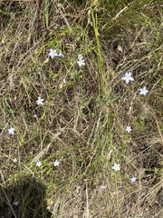 Wahlenbergia violacea