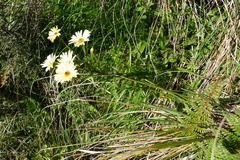 Dolichoglottis lyallii × scorzoneroides