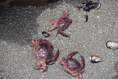 Platyxanthus orbignyi