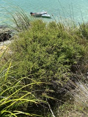 Leptospermum scoparium