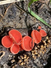 Sarcoscypha coccinea