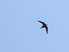 Hirundapus caudacutus