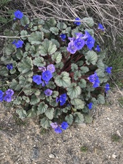 Phacelia