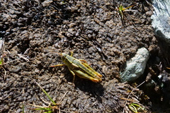 Sigaus australis