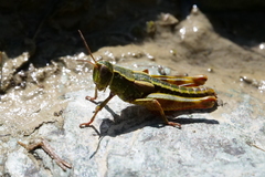 Sigaus australis