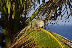 Iguana iguana