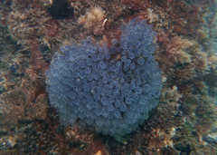 Clavelina moluccensis