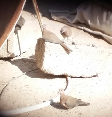 Streptopelia senegalensis