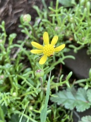 Blennosperma nanum