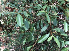 Erythroxylum