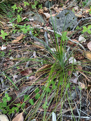 Xerophyllum tenax
