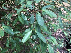 Erythroxylum