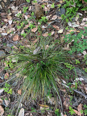 Xerophyllum tenax