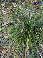 Xerophyllum tenax
