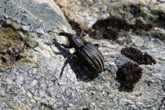 Lyperobius