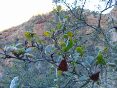 Cercocarpus minutiflorus