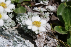 Leucogenes grandiceps