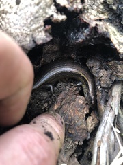 Oligosoma aeneum