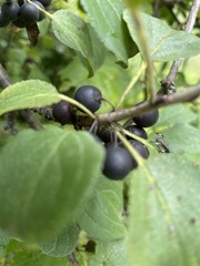 Rhamnus