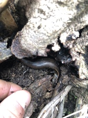 Oligosoma aeneum