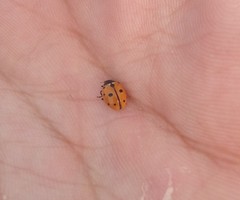 Coccinella undecimpunctata