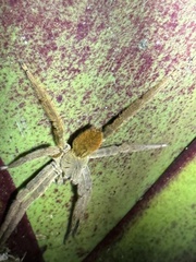 Cupiennius coccineus