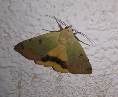 Ophiusa tirhaca