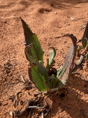 Rumex hymenosepalus