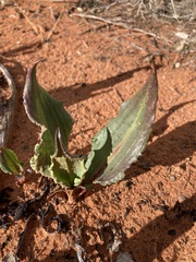 Rumex hymenosepalus