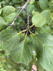 Rhamnus