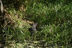 Crocodylus acutus