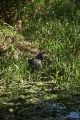 Crocodylus acutus