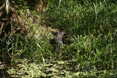 Crocodylus acutus