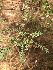 Indigofera brevidens