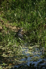 Crocodylus acutus
