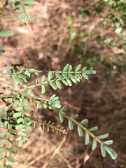 Indigofera brevidens