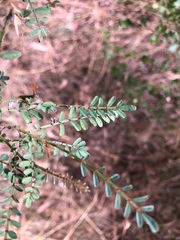 Indigofera brevidens