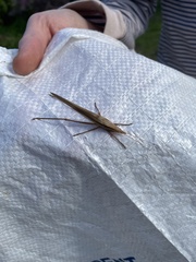 Zaprochilus australis