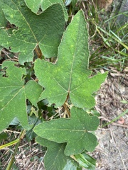 Rubus reflexus