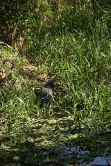 Crocodylus acutus
