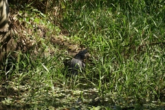 Crocodylus acutus