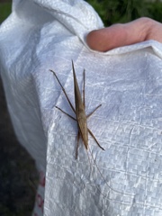 Zaprochilus australis