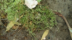 Spergularia