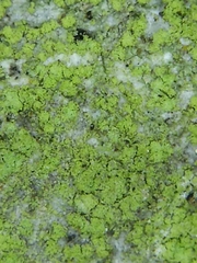 Candelariella efflorescens