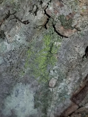 Candelariella efflorescens