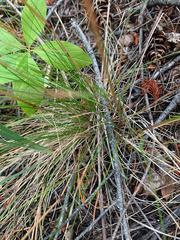 Festuca occidentalis