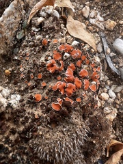 Psora decipiens