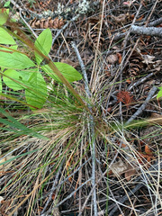 Festuca occidentalis