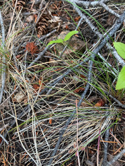 Festuca occidentalis