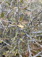 Prunus fasciculata